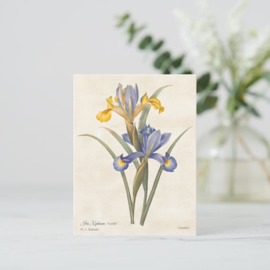 Blauw en geel Spaans Iris Botanisch Briefkaart (Staand voorkant)