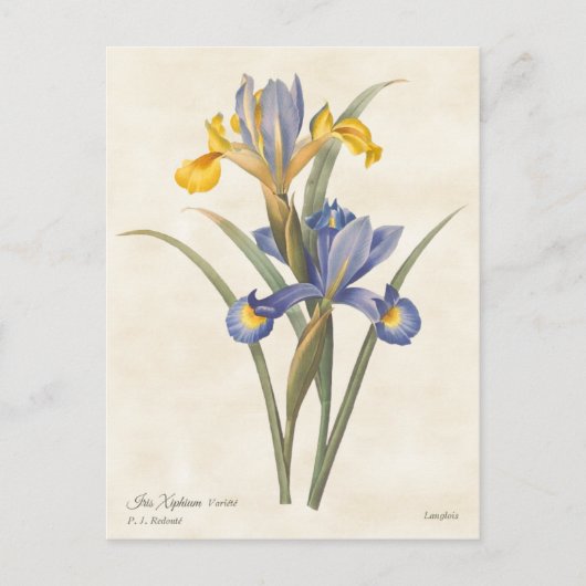 Blauw en geel Spaans Iris  Botanisch Briefkaart (Voorkant)