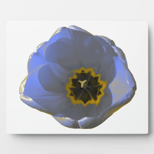 Blauw en geel Tulip Plaque Fotoplaat (Voorkant)