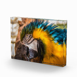 Blauw en gele ara-portret fotoblokken