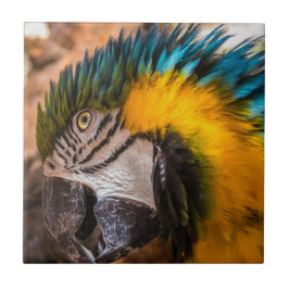 Blauw en gele ara-portret tegeltje