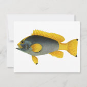 Blauw en Gele Groepervissen, Mariene Leven (Voorkant)