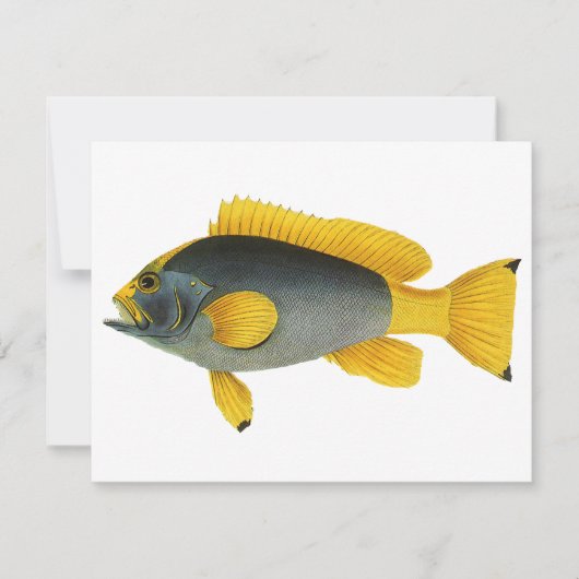 Blauw en Gele Groepervissen, Mariene Leven (Voorkant)