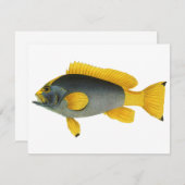 Blauw en Gele Groepervissen, Mariene Leven (Voorkant / Achterkant)