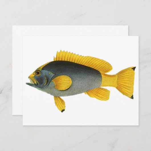 Blauw en Gele Groepervissen, Mariene Leven (Voorkant / Achterkant)