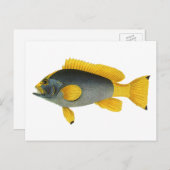  Blauw en Gele Groepervissen, Mariene Leven Briefkaart (Voorkant / Achterkant)