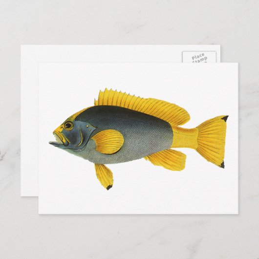 Blauw en Gele Groepervissen, Mariene Leven Briefkaart (Voorkant / Achterkant)