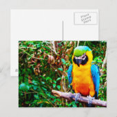 Blauw-en-gele Macaw-Briefkaart Briefkaart (Voorkant / Achterkant)