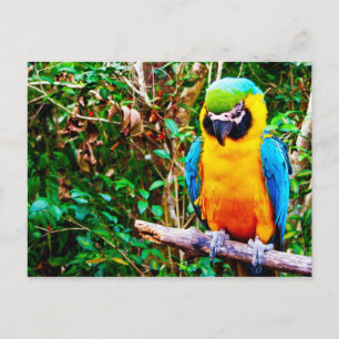 Blauw-en-gele Macaw-Briefkaart Briefkaart