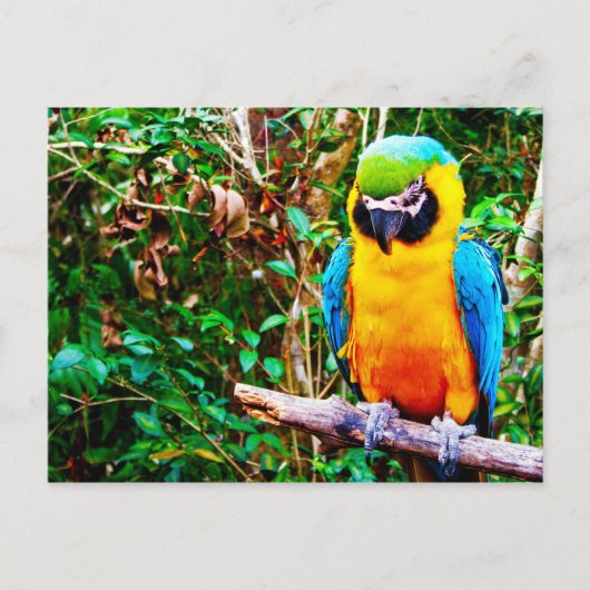 Blauw-en-gele Macaw-Briefkaart Briefkaart (Voorkant)