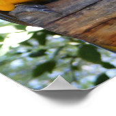 blauw en goudmakreel Poster (Hoek)