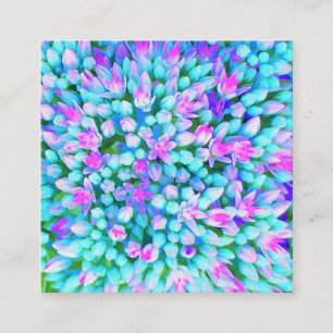 Blauw en heet roze vetplant Sedum Bloemen Detail Vierkante Visitekaartje