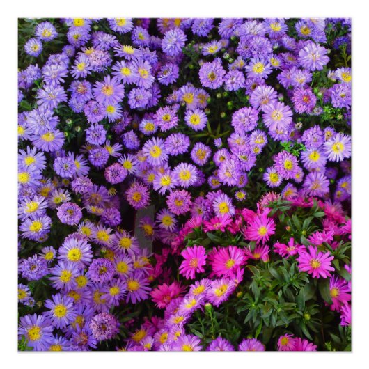 Blauw en Paars Mums Flower Perfect Poster (Voorkant)