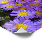 Blauw en Paars Mums Flower Perfect Poster (Hoek)