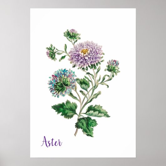 Blauw en Paars Waterverf Botanische Aster Poster (Voorkant)