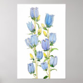 blauw en paarse Canterbury klokken aquarel Poster (Voorkant)