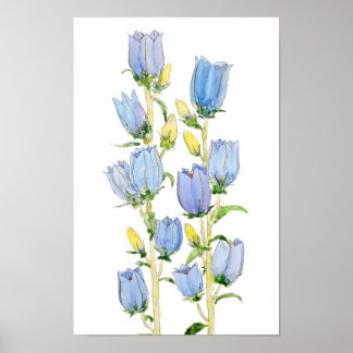 blauw en paarse Canterbury klokken aquarel Poster