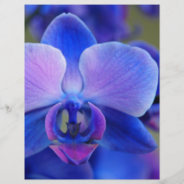 Blauw en roze orchidee (Voorkant)