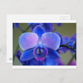 Blauw en roze orchidee briefkaart (Voorkant / Achterkant)