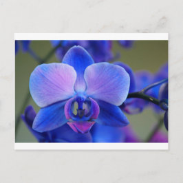 Blauw en roze orchidee briefkaart