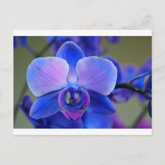 Blauw en roze orchidee briefkaart (Voorkant)