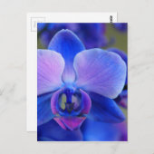 Blauw en roze orchidee briefkaart (Voorkant / Achterkant)