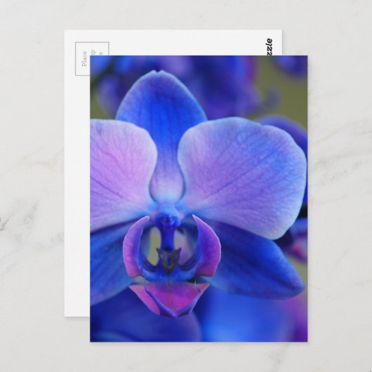 Blauw en roze orchidee briefkaart (Voorkant / Achterkant)