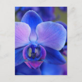 Blauw en roze orchidee briefkaart (Voorkant)
