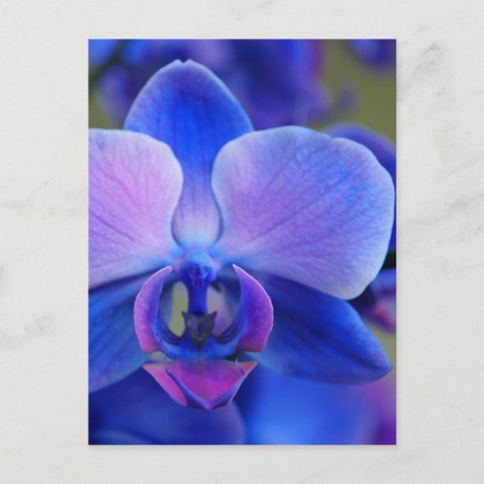 Blauw en roze orchidee briefkaart (Voorkant)