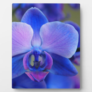 Blauw en roze orchidee fotoplaat