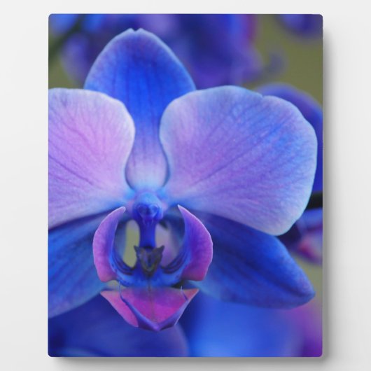 Blauw en roze orchidee fotoplaat (Voorkant)