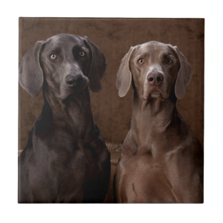 Blauw en Teyla de Weimaraners Tegeltje