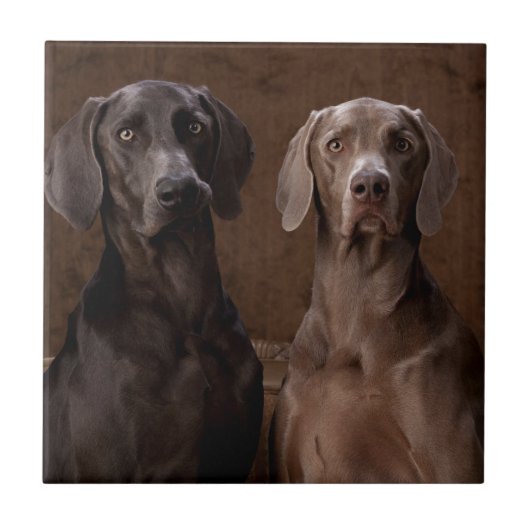 Blauw en Teyla de Weimaraners Tegeltje (Voorkant)