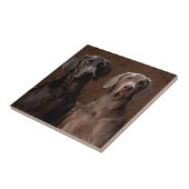 Blauw en Teyla de Weimaraners Tegeltje (Zijkant)