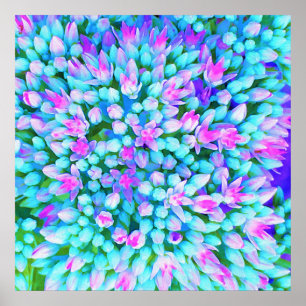 Blauw en warm roze Succulent Sedum Flowers Detail Poster
