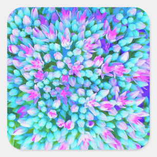 Blauw en warm roze Succulent Sedum Flowers Detail Vierkante Sticker