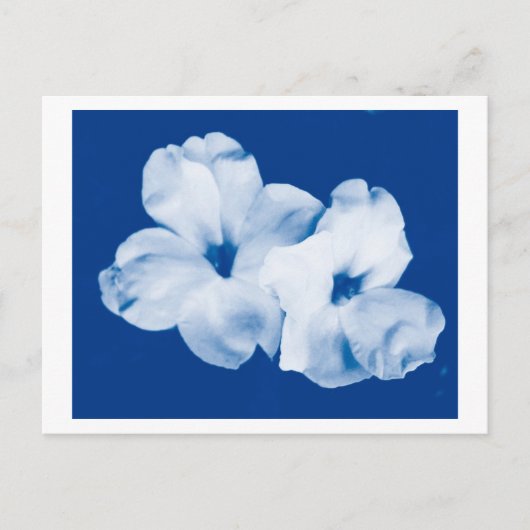 Blauw en wit briefkaart (Voorkant)