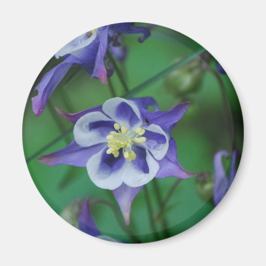 Blauw en Wit Columbine Bloemen Magneet (Voorkant)