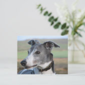 Blauw en witte windhond (a344) briefkaart (Staand voorkant)