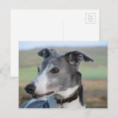 Blauw en witte windhond (a344) briefkaart (Voorkant / Achterkant)