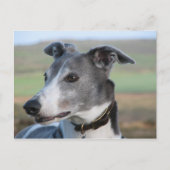 Blauw en witte windhond (a344) briefkaart (Voorkant)