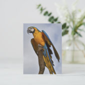 Blauw-gele Ara Ansichtkaart Briefkaart (Staand voorkant)
