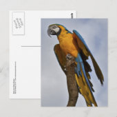 Blauw-gele Ara Ansichtkaart Briefkaart (Voorkant / Achterkant)