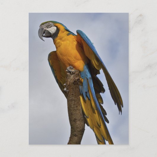 Blauw-gele Ara Ansichtkaart Briefkaart (Voorkant)