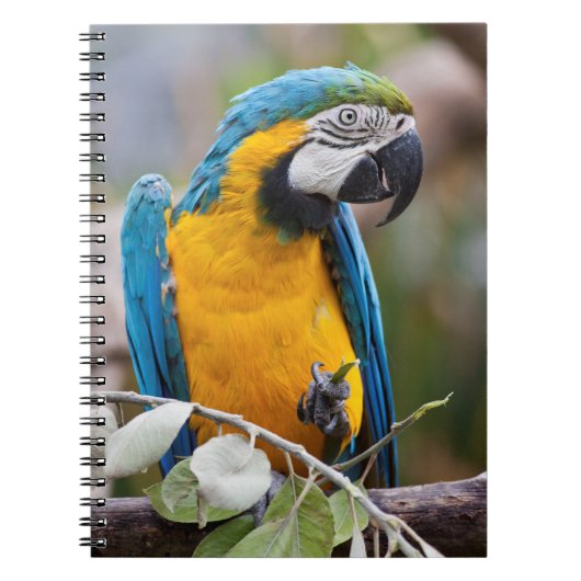 Blauw-gele Ara Notitieboek (Voorkant)