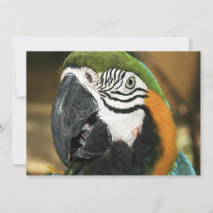 Blauw-gele Ara uit Amazon