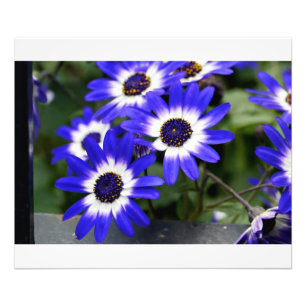 Blauw geschilderde madeliefjes foto afdruk