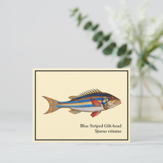 blauw gestreepte visschilfers met viskop briefkaart (Staand voorkant)