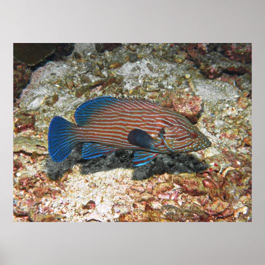 Blauw gevoerde tandbaars poster (Voorkant)