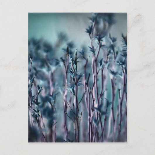 Blauw Gras Briefkaart (Voorkant)